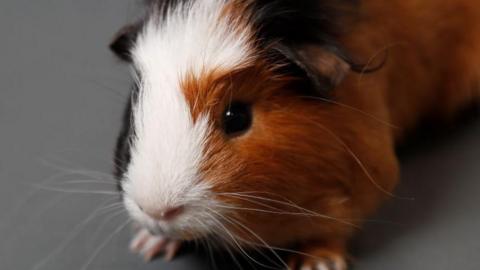 Guinea pig