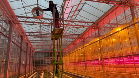 A man with a beard is on a scissor lift, a large metal lift which has taken him to the top of the greenhouse where he's adjusting a ceiling fan. Everything is lit with pink and orange lighting with metal girders and glass panels making up most of the picture. 