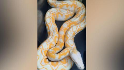 A reticulated python curled up on the back seat of a police car. It is yellow and white.