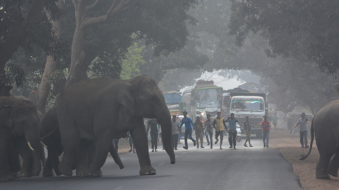 elephants crossing a road in Orissa