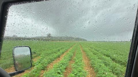 Rows of green crops low to the brown earth stretch away from the camera through the field with trees on the horizon and grey skies. The view is through the drivers side window of a vehicle and you can see the wing mirror.