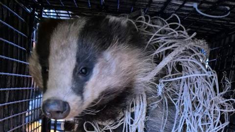 A badger sits in a metal rescue cage, wrapped in a bits of goal netting