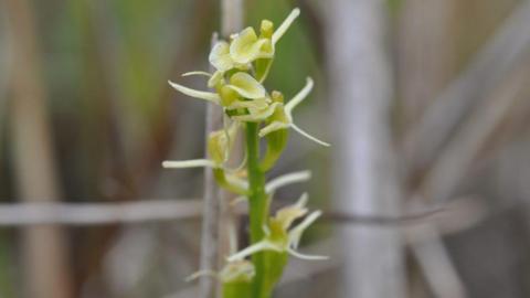 A close up of a Fen Orchid, a fine tall flower with yellow petals and a pale green stem