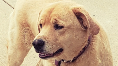 Cleo, a four-year-old labrador who went missing in Kansas