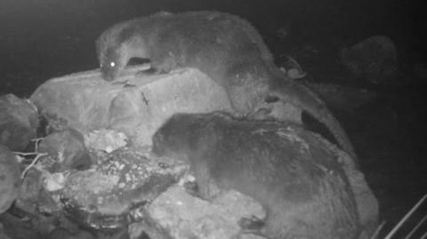 A black and white picture taken from a trail camera by the River Deerness. To large otters can be seen climbing on to rocks. The otter on the higher rock has turned his head to face the camera. Itss whole body can be seen including its long thick tail.