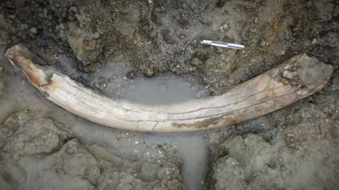 Mammoth tusk found on Mersea