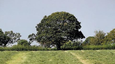 A tree on farmland