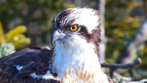 Close-up of an osprey