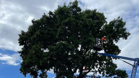 Tree being cut down