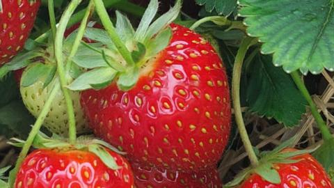 Strawberries at Hill Farm, Peterborough