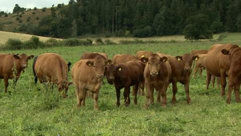 A herd of cows