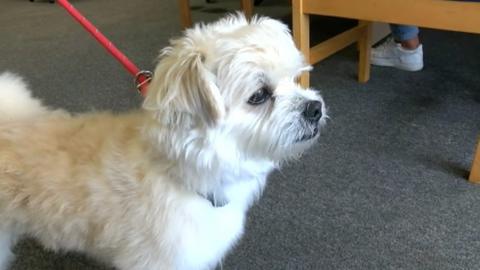 Henry, a four-year-old shih tzu pomeranian cross, is looking for a new home