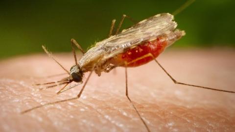 An Anopheles minimus mosquito that can transmit malaria