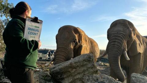 A woman wearing a green jacket and holding a clipboard stands in front of two elephants at Colchester Zoo.