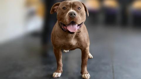 Image shows a brown dog with its tongue out, facing the camera