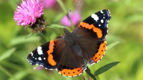 A Red Admiral butterfly sitting on a pink flower. It has black, red and white wings and a black body. 