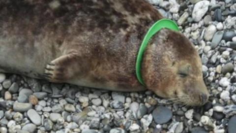 A seal laying on stones with a green ring frisbee around its neck. 