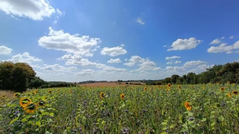 a field of orange and blue flowers, with trees in the distance under a blue sky with some clouds