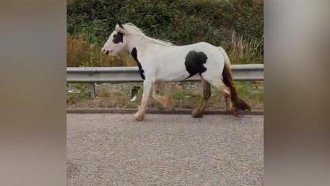 Horse on the loose