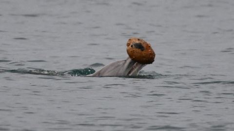 Dolphin using a seashell to help catch fish in the Great Sandy Marine Park off Hervey Bay.