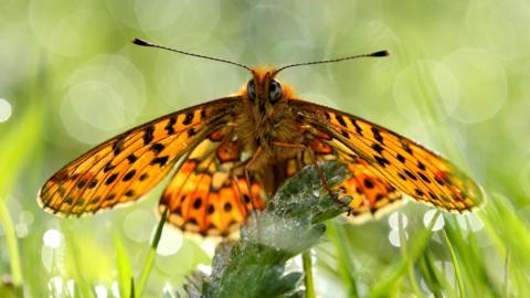 A pearl-bordered Fritillary butterfly 