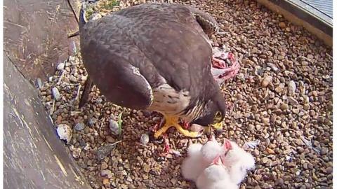 Derby Cathedral peregrine falcons