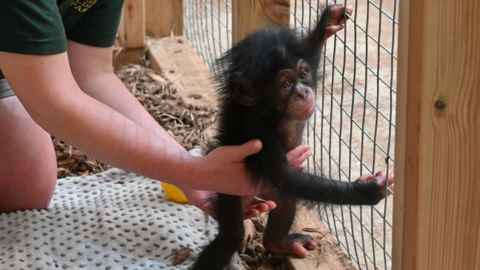 A baby chimp holding onto a wire fence and being supported by two human hands.