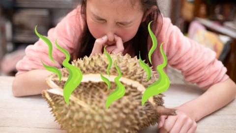 Girl holding nose while sat in front of Durian fruit. 