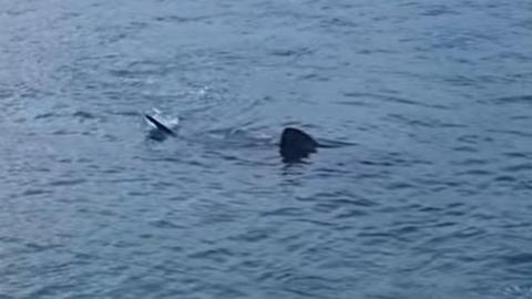 A basking shark spotted on the coast of St Ives