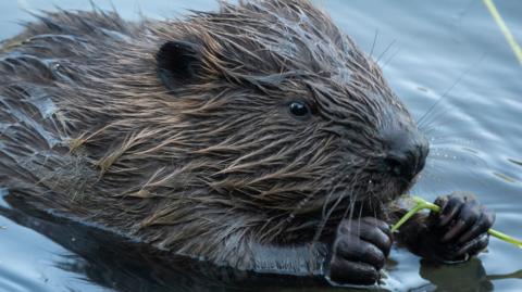 A close up image of a beaver swimming in water and holding a reed in its paws