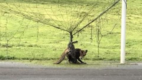 Fox stuck in netting