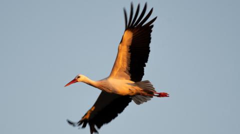 A white stork in flight