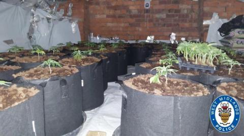 Cylinders of soil with drug plants growing out of it are lined up inside a room with brick walls.