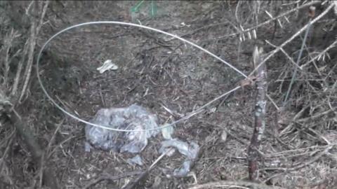 A snare appears to be tied to a branch close to the ground, with what looks like a plastic bag on the ground behind.