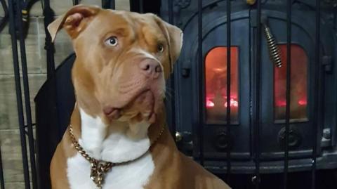 Havana, a brown and white XL bully, sitting near a wood burner