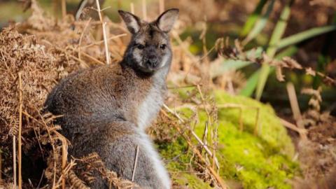 A wallaby with brown and grey fur sits in forestland next to dry ferns and green plants in the undergrowth.