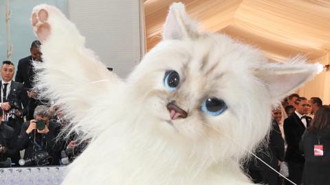 A celebrity dressed as Karl Lagerfeld's cat, at the Met Gala, in New York