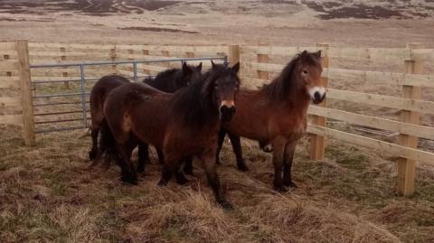Three Exmoor ponies at the Kielder Forest site. They are standing next to wooden fencing with a large moorland behind them. All the ponies are brown with fluffy manes.