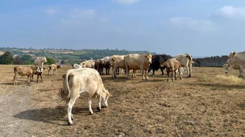 Cows grazing in a scorched field in Low Ham, Somerset. The herd is stood in a group, while a few cows are further away. The grass is yellow and brown in tone from excessive, prolonged heat.