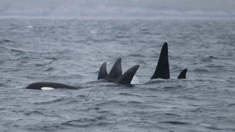 Researchers are trying to identify the group spotted off a Scottish island last year.