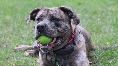 A close-up of a large brown dog lying on grass with a green rubber ball in his mouth.