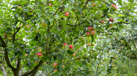 A close up-photo of apple trees growing close together in an orchard