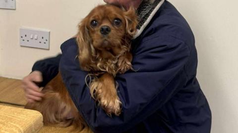 A picture of Simone Devorty and her brown female Cavalier King Charles Spaniel who had been stolen.