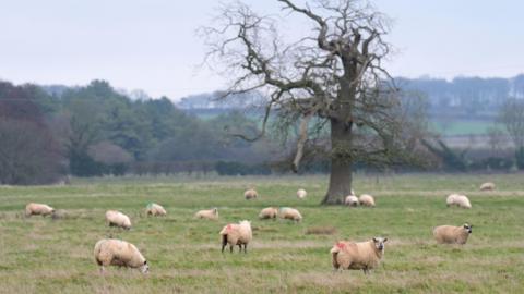 16 sheep in a field. They are marked with blue or red paint. A large bare-leaf tree stands in the centre of the field. hedgerows surround the grassy field.