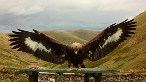 Merrick the golden eagle