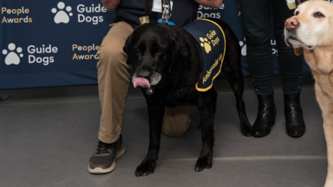 Ridley's fur is black and his tongue is out. He has a Guide Dogs ambassador covering on.