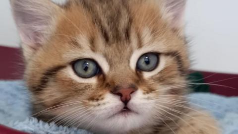A closeup of a ginger and black cat with big blue eyes