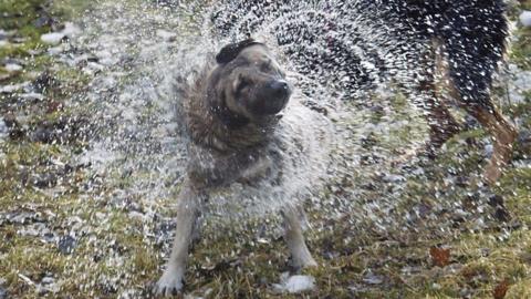 Wet dog shaking off water