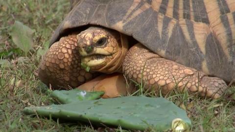 Tortoise in Los Angeles Zoo