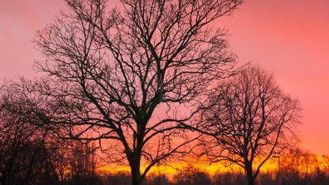 Two trees that have lost all their leaves stand against a bright pink sky which has a thing layer of deep yellow on the horizon and an orange stripe between the two.